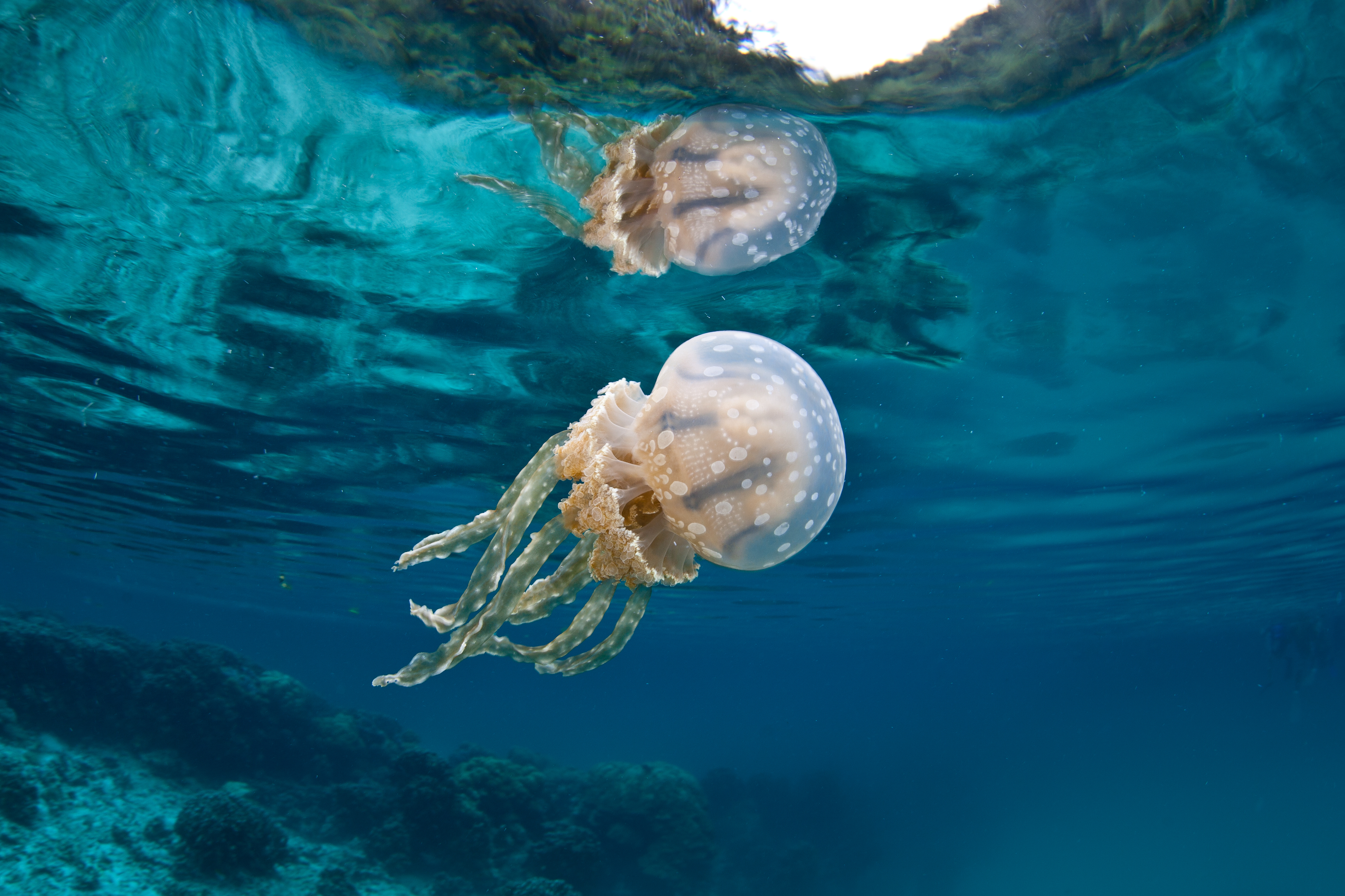 Большинство медуз —— хищники